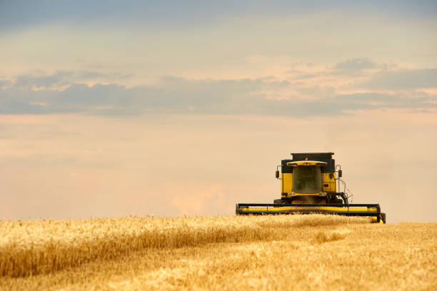 istock Combine harvester working in wheat field with cloudy moody sky. Harvesting machine driver cutting crop in a farmland. Agriculture theme, harvesting season 1262259465
