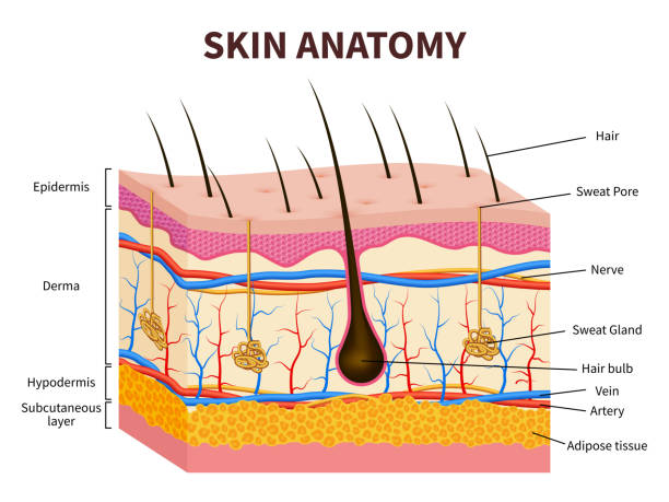 Human skin. Layered epidermis with hair follicle, sweat and sebaceous glands. Healthy skin anatomy medical vector illustration Human skin. Layered epidermis with hair follicle, sweat and sebaceous glands. Healthy skin anatomy medical vector illustration. Dermis and epidermis skin, hypodermis cross section of skin stock illustrations