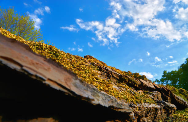 View over the tree trunk with moss to the blue sky in the background.