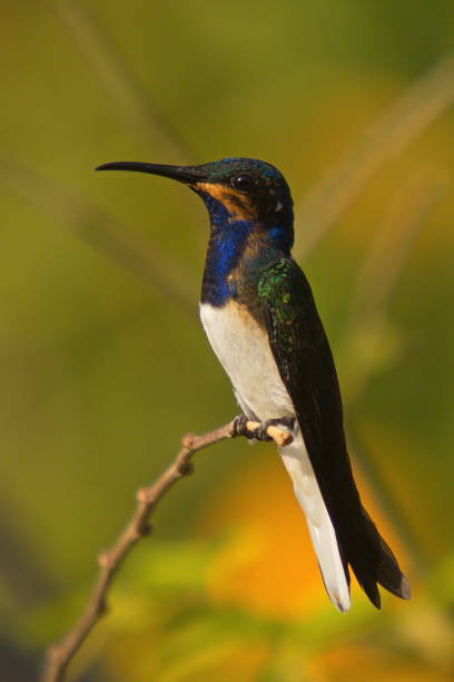 istock Hummingbird in Minca in Colombia 1262270625