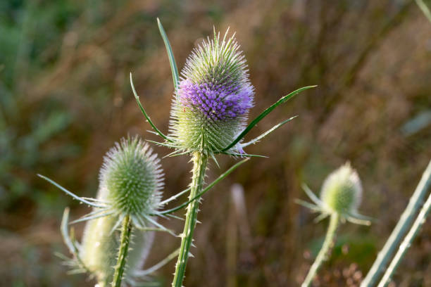 istock Dipsacus fullonum, wild teasel flowers macro selective focus 1262270717