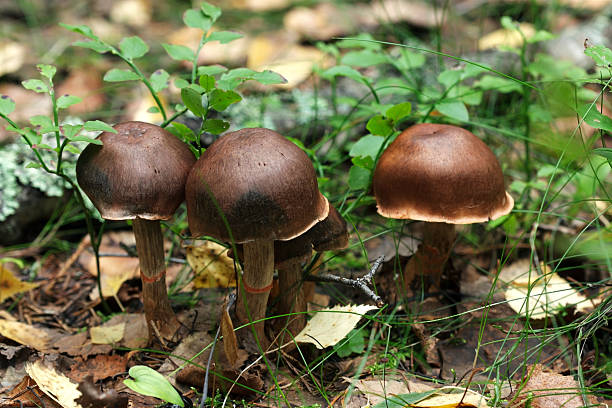 istock Cortinarius armillatus 126227139