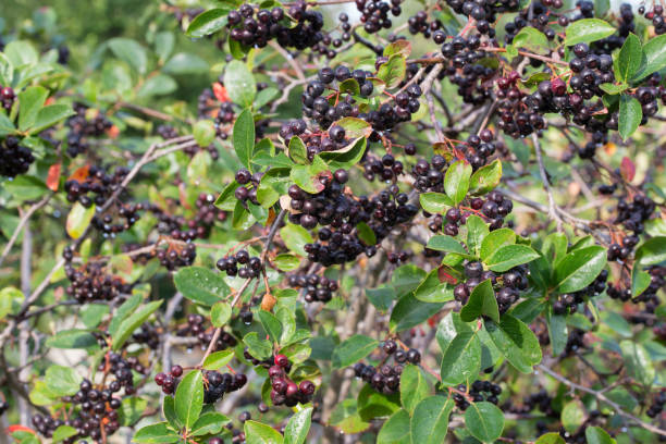 istock Aronia melanocarpa, black chokeberry berries on branch 1262271555