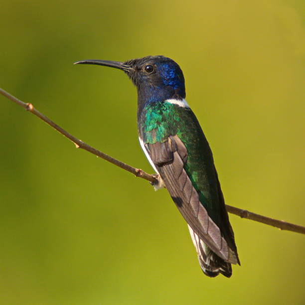 istock Hummingbird in Minca in Colombia 1262271579