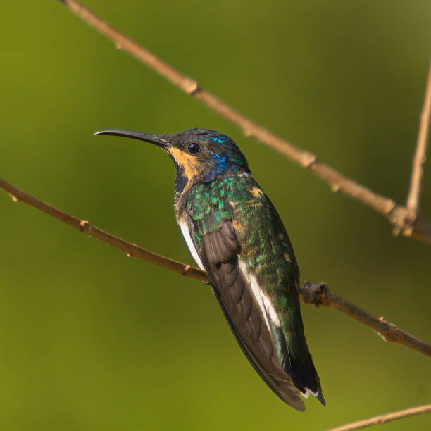 istock Hummingbird in Minca in Colombia 1262271877