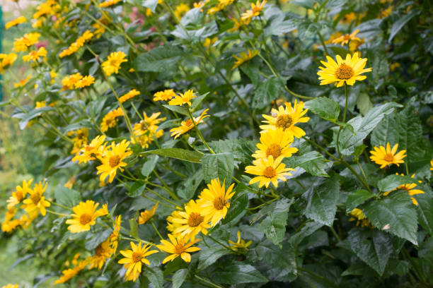 jordärtskocka, helianthus tuberosus, kallas sunroot, sunchoke eller jorden äpple gula blommor selektiv fokus - jordärtskocka bildbanksfoton och bilder