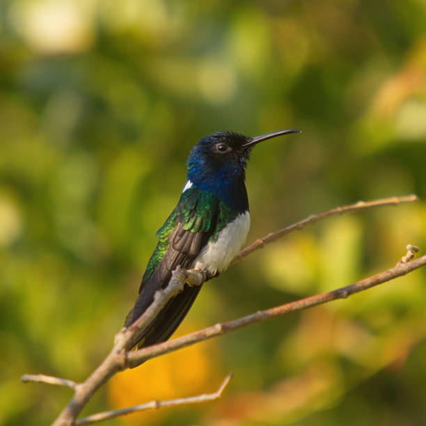 istock Hummingbird in Minca in Colombia 1262273337