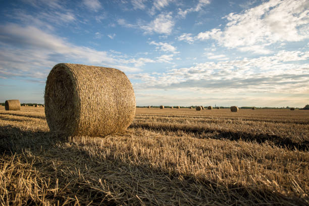 istock Golden wheat field after harvesting 1262273368
