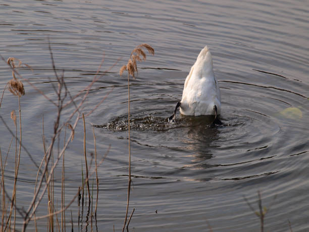 istock swan swimming on calm pond water 1262274202