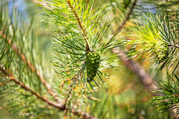 istock branches christmas tree with cones on blurred bright green background, protection from covid, horizontal format 1262274352
