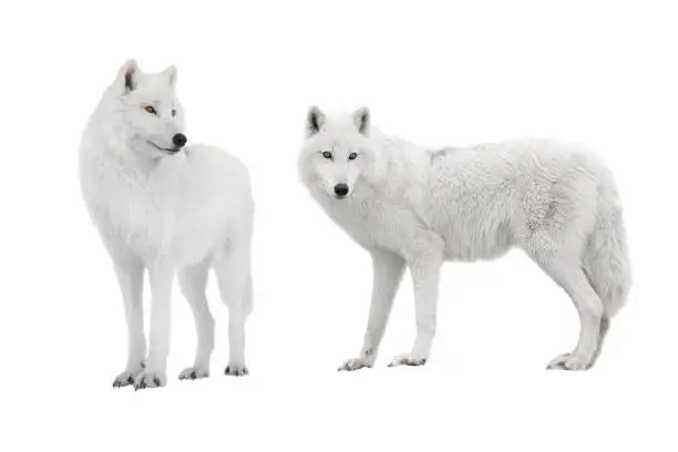 Photo of two ppolar wolf isolated on a white