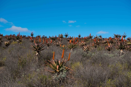 Aloes in flower standing tall on the slope of a hill