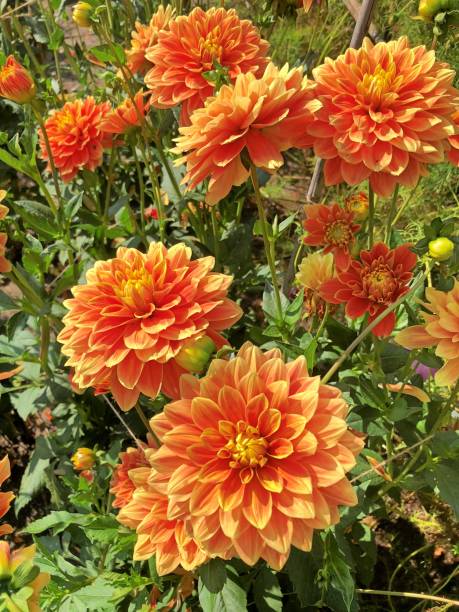 istock Orange Dahlia flowers 1262275406