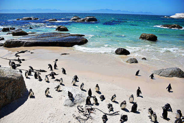 istock Boulders Bay Penguin Colony 1262275715
