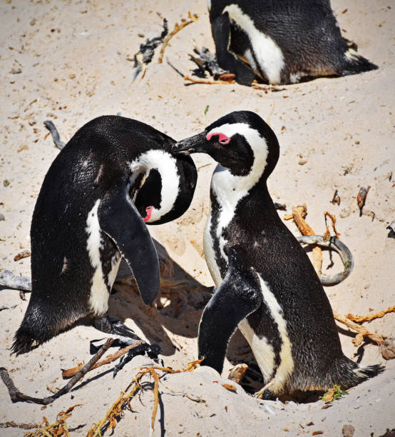 istock Boulders Bay Penguin Colony 1262275721
