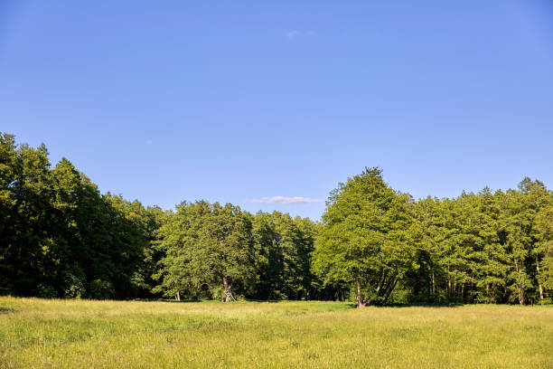istock Cloudless sunny summer meadow under blue sky with trees and green grass 1262277119
