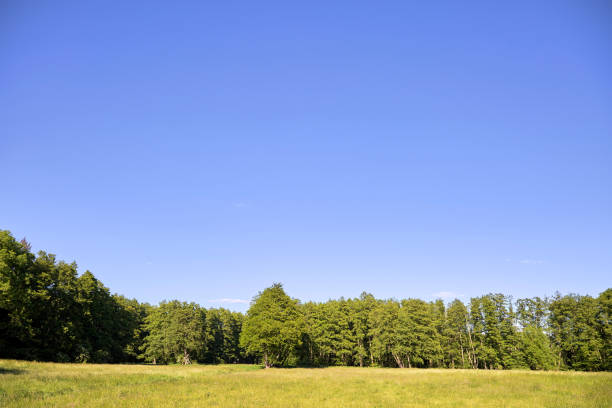 istock Cloudless sunny summer meadow under blue sky with trees and green grass 1262277158