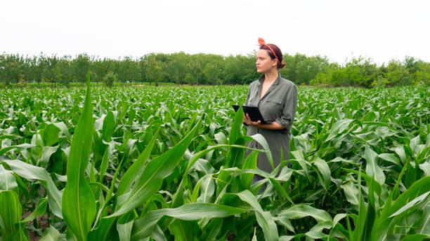 istock Female farmer with tablet in corn field. 1262277801