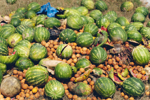 istock Rotten watermelon, rotten fruit Garbage that can be processed into bio-fermented water and organic EM. 1262279497