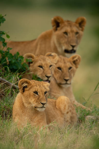 istock Lion cub lying in grass near others 1262280990