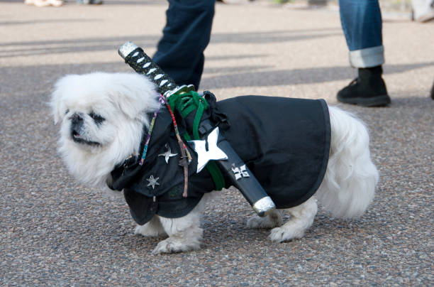 Ninja Dogs of Kyoto