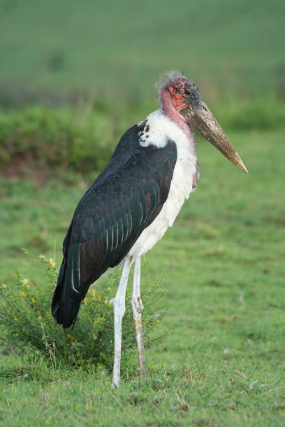 istock Marabou stork on short grass in profile 1262281093