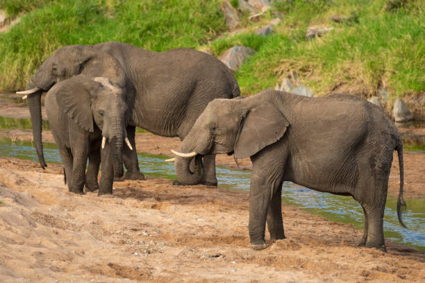 istock Three African elephants standing on sandy riverbank 1262281096