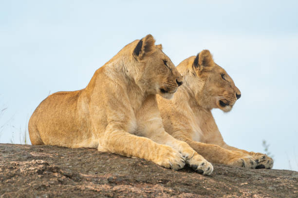 istock Two lionesses lie on rock on horizon 1262281109