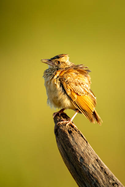 Rufous-naped lark on dead log in sunshine Rufous-naped lark on dead log in sunshine rufous naped lark mirafra africana stock pictures, royalty-free photos & images