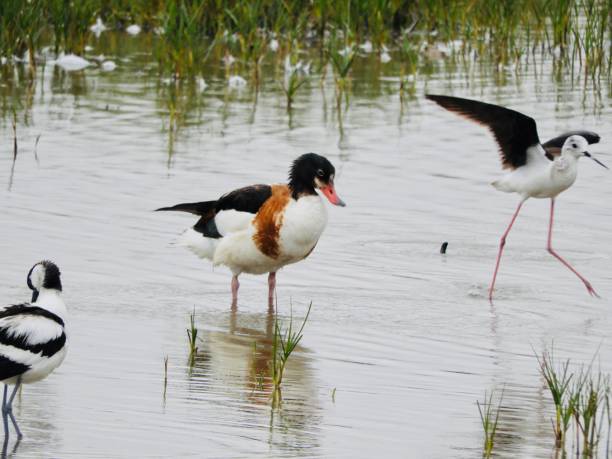 istock Group of birds in lake waters 1262281466