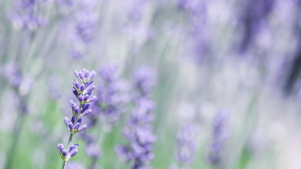 istock Soft focus on beautiful lavender flowers in summer garden 1262282512