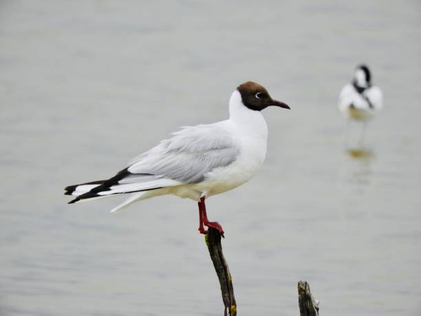 istock Black headed gull in lake waters 1262282646