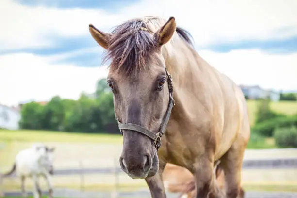 Portrait of a konik horse in front a beautiful background