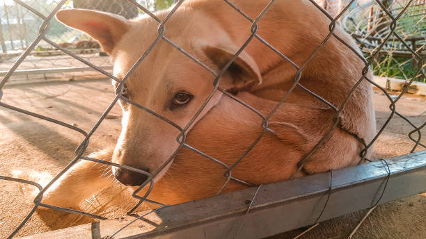 istock A dog is sitting in a cage 1262284370