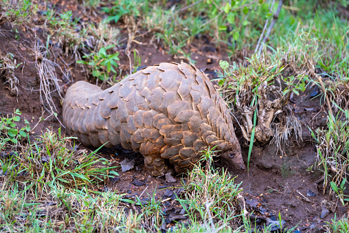 Pangolin stands in mud between grass tufts