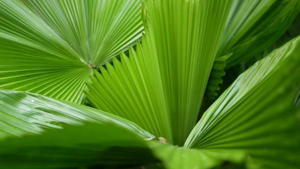 istock Blurred close up, bright juicy exotic tropical jungle leaves texture backdrop, copyspace. Lush foliage in garden. Abstract natural dark green vegetation background pattern, wild summer rain forest. 1262285194