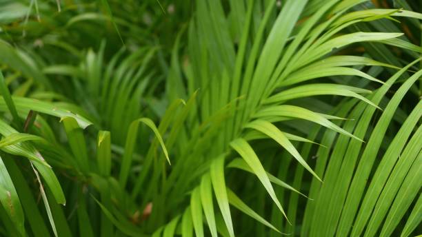 istock Bright juicy exotic tropical greenery in jungle. Selective focus natural organic background, unusual plant foliage. Calm relaxing wild paradise rainforest abstract fresh leaves texture, bokeh. 1262285365