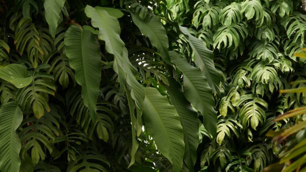 Juicy exotic tropical monstera leaves texture backdrop, copyspace. Lush foliage, greenery in paradise garden. Abstract natural dark green jungle vegetation background pattern, wild summer rain forest jugosas monstruosas tropicales exóticas deja la textura telón de fondo, copyspace. follaje exuberante, vegetación en el jardín del paraíso. patrón abstracto de fondo de vegetación de la selva verde oscuro natural, selva tropical de verano salvaje.