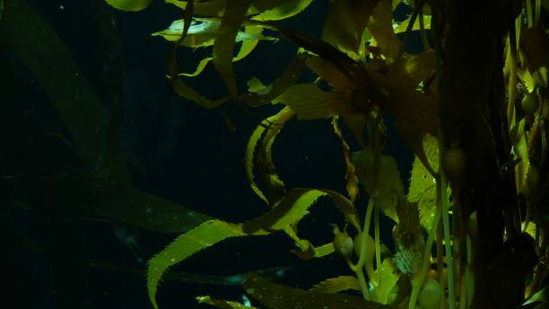 Light rays filter through a Giant Kelp forest. Macrocystis pyrifera. Diving, Aquarium and Marine concept. Underwater close up of swaying Seaweed leaves. Sunlight pierces vibrant exotic Ocean plants. los rayos de luz se filtran a través de un bosque de kelp gigante. macrocystis pyrifera. concepto de buceo, acuario y marino. bajo el agua cerca de hojas de algas balanceándose. la luz del sol atraviesa vibrantes plantas exóticas del océano