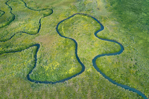delta del fiume mangrovie - river aerial view delta rainforest foto e immagini stock