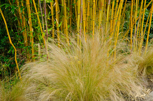 Dry grass blowing in the wind