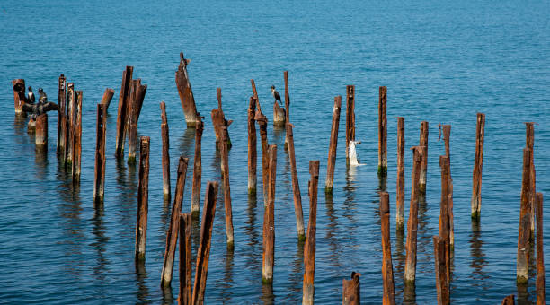 istock Cormorants on the Black Sea 1262289071