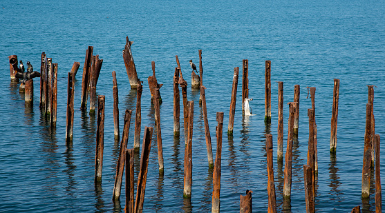 Cormorants on the Black Sea