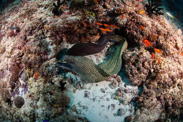 istock Giant moray eel, underwater Gymnothorax miliaris 1262289594
