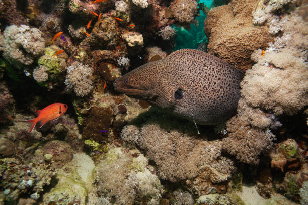 istock Giant moray eel, underwater Gymnothorax miliaris 1262289667