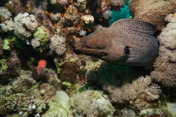 Giant moray eel, underwater Gymnothorax miliaris