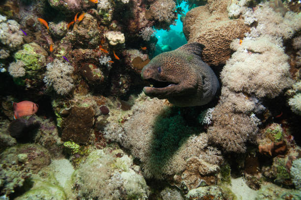 istock Giant moray eel, underwater Gymnothorax miliaris 1262291174