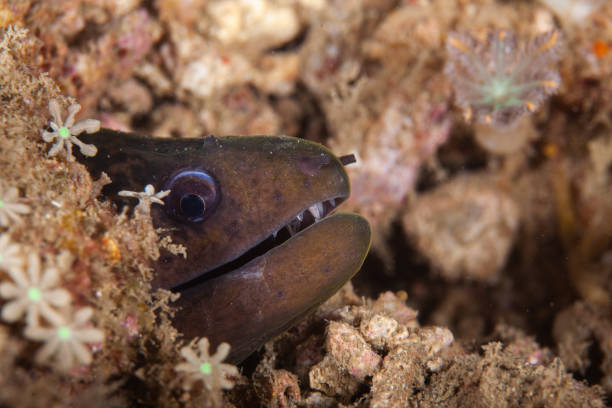 istock Giant moray eel, underwater Gymnothorax miliaris 1262291280