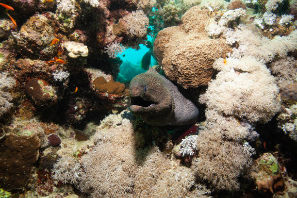 Giant moray eel, underwater Gymnothorax miliaris