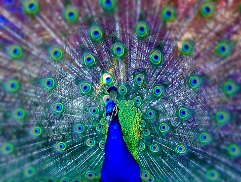 beautiful peacock feathers